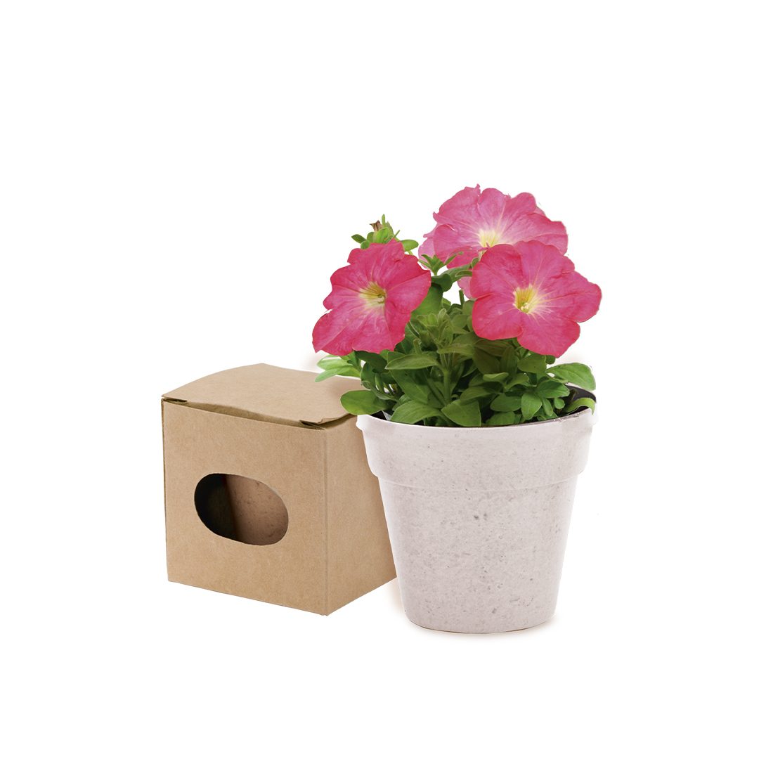 Vaso Advert