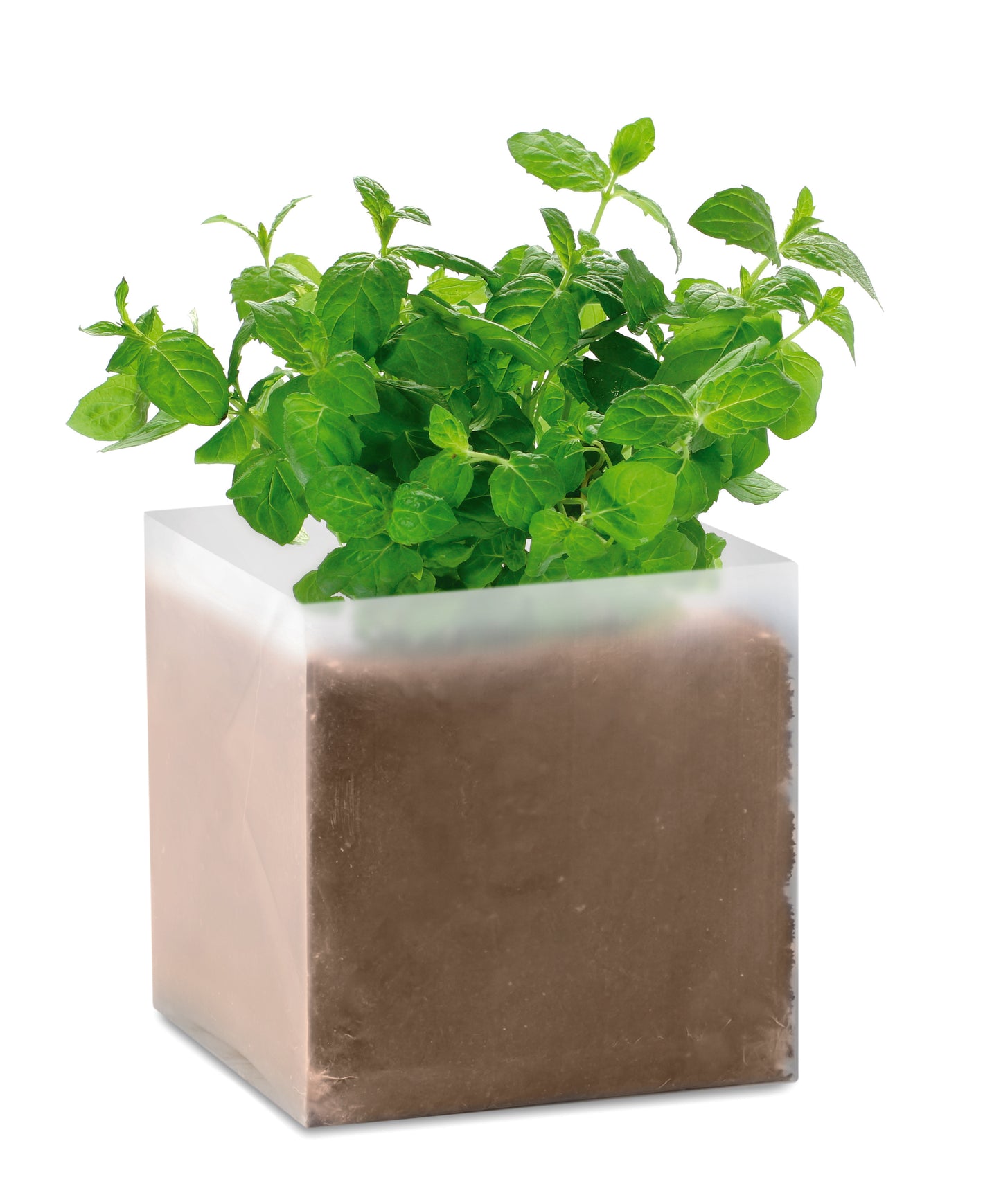 Composto Sementes Menta