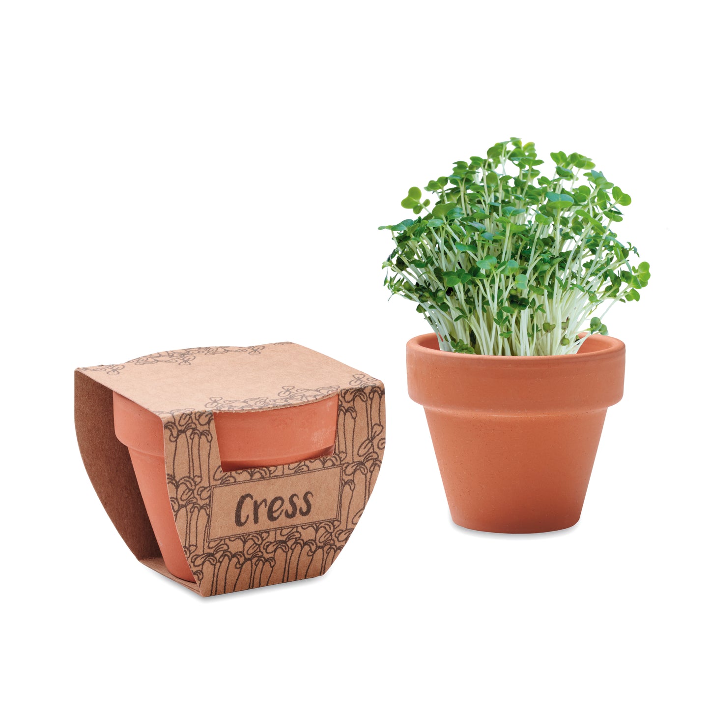 Sementes De Agrião Em Vaso