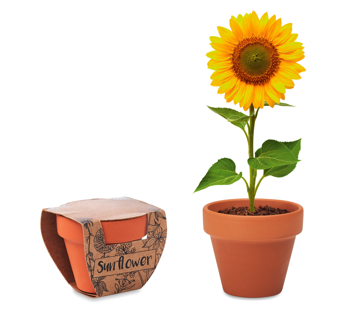 Vaso Em Terracota 'Girassol'